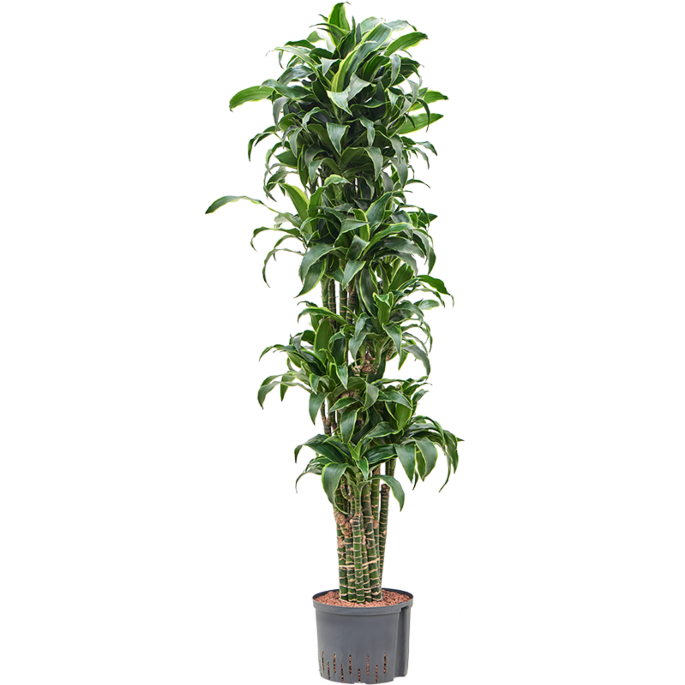 Dracaena fragrans 'Dorado'