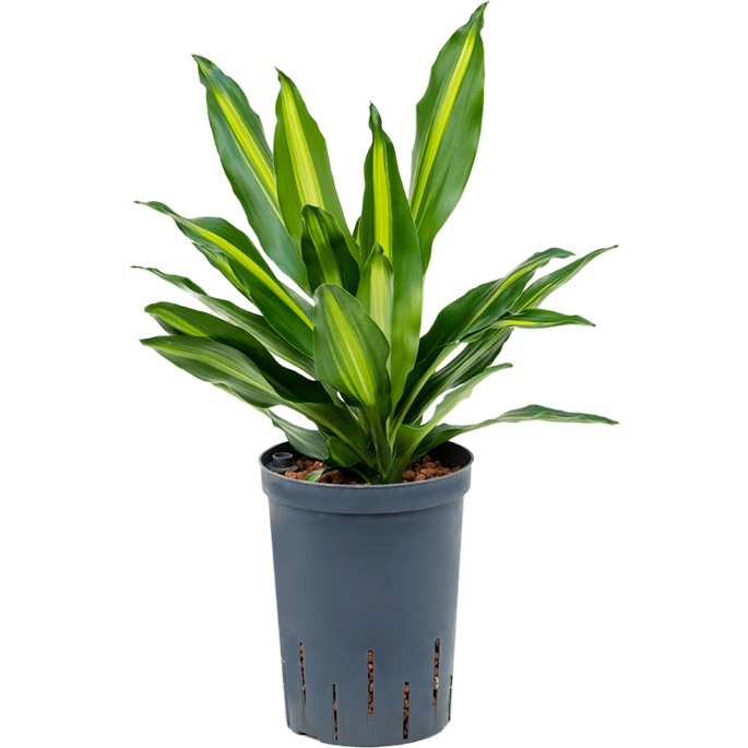 Dracaena fragrans 'Cintho'
