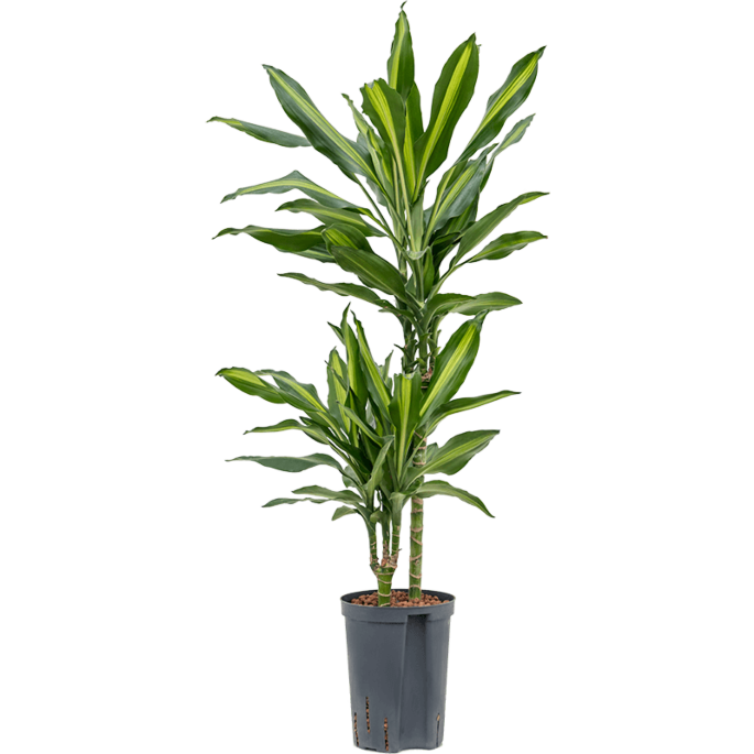 Dracaena fragrans 'Cintho'