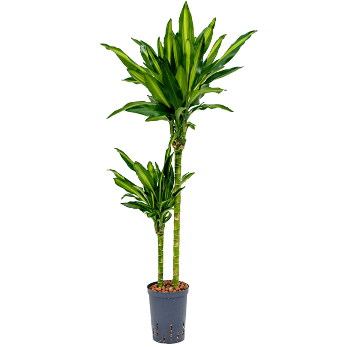 Dracaena fragrans 'Cintho'