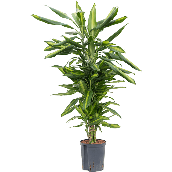 Dracaena fragrans 'Cintho