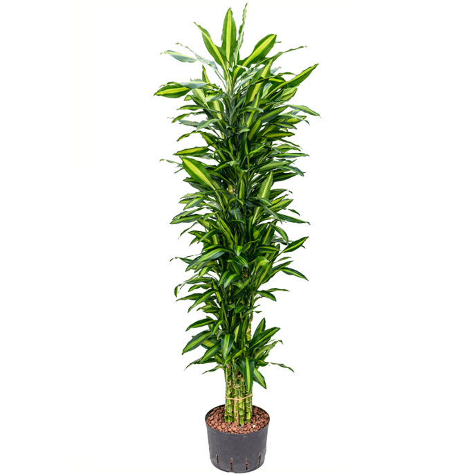 Dracaena fragrans 'Cintho'