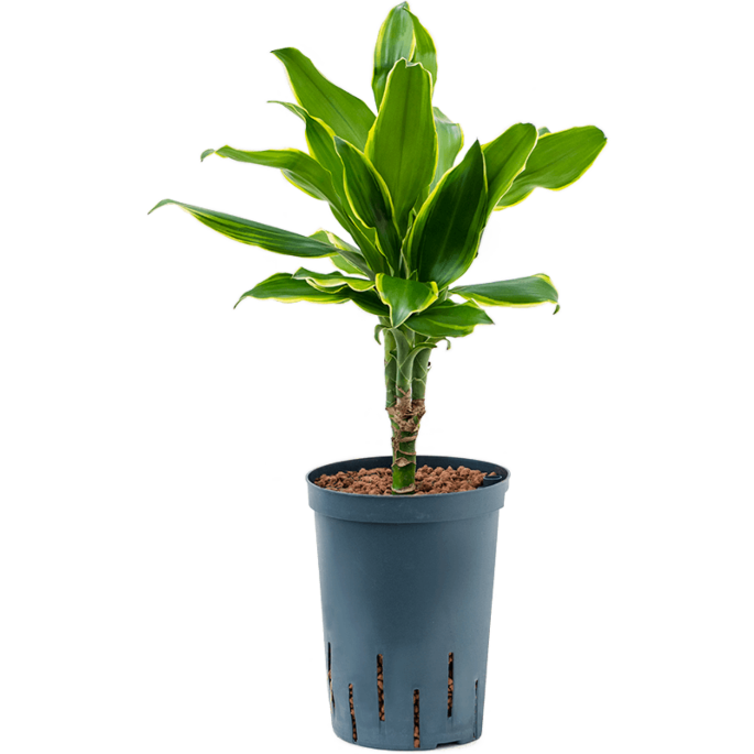 Dracaena fragrans 'Golden Coast'