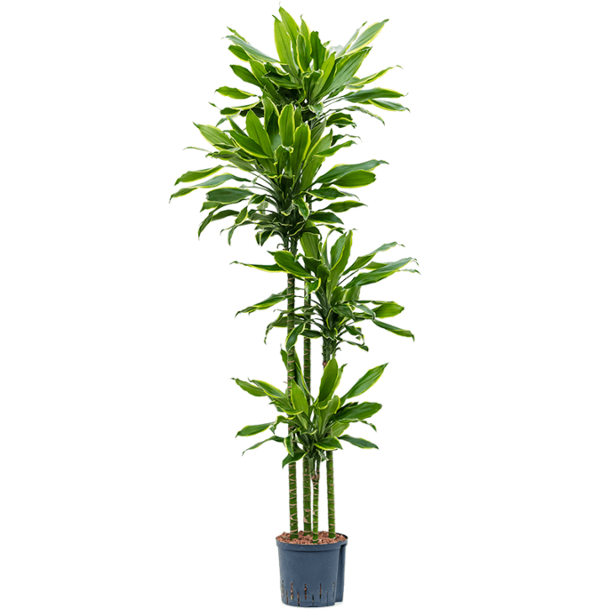 Dracaena fragrans 'Golden Coast'