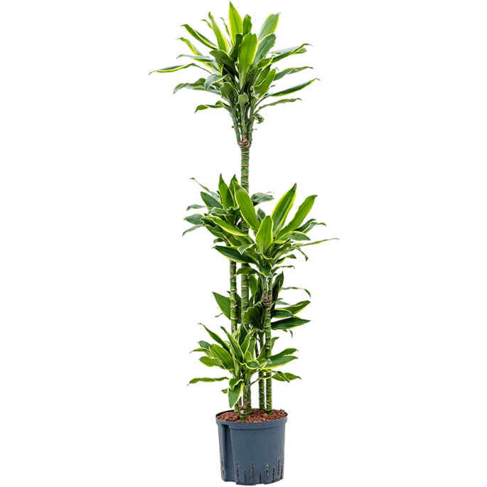 Dracaena fragrans 'Golden Coast'