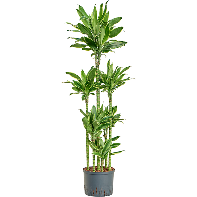 Dracaena fragrans 'Golden Coast'