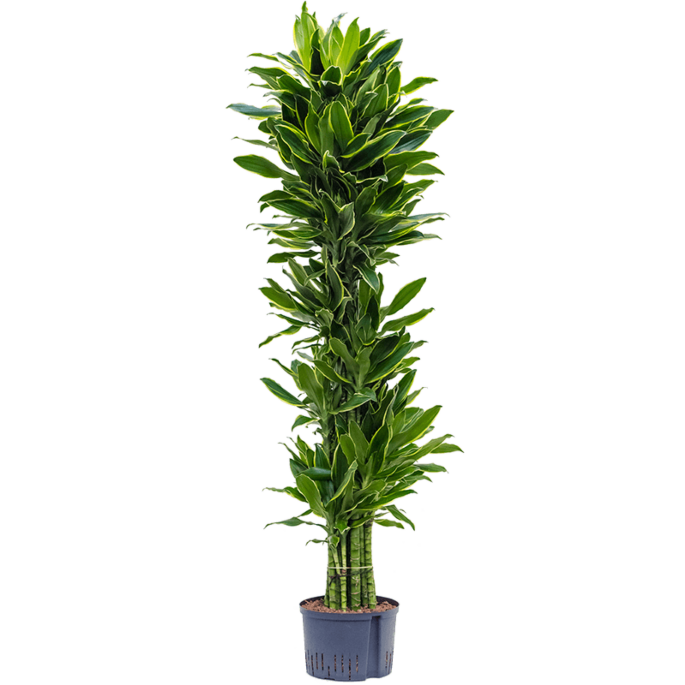 Dracaena fragrans 'Golden Coast'