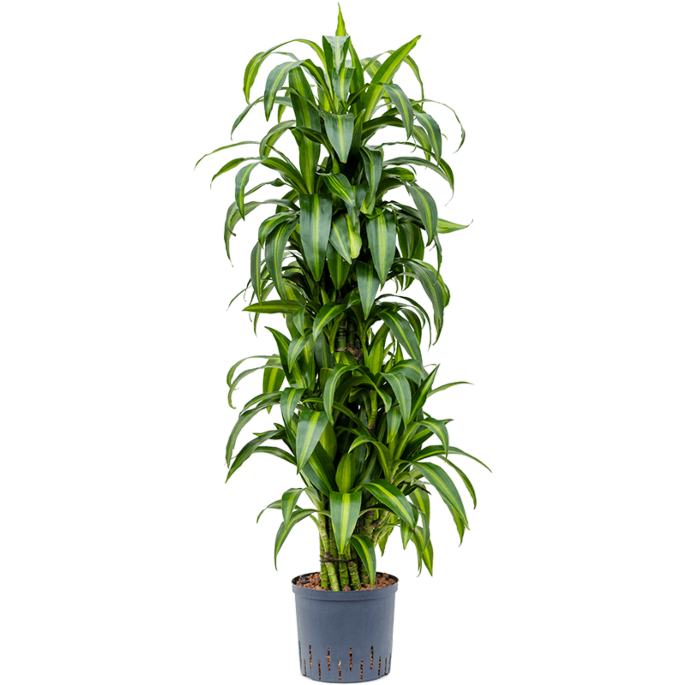 Dracaena fragrans 'Hawaiian Sunshine'