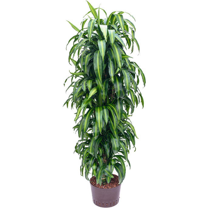 Dracaena fragrans 'Hawaiian Sunshine'