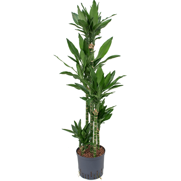 Dracaena fragrans 'Janet Lind'