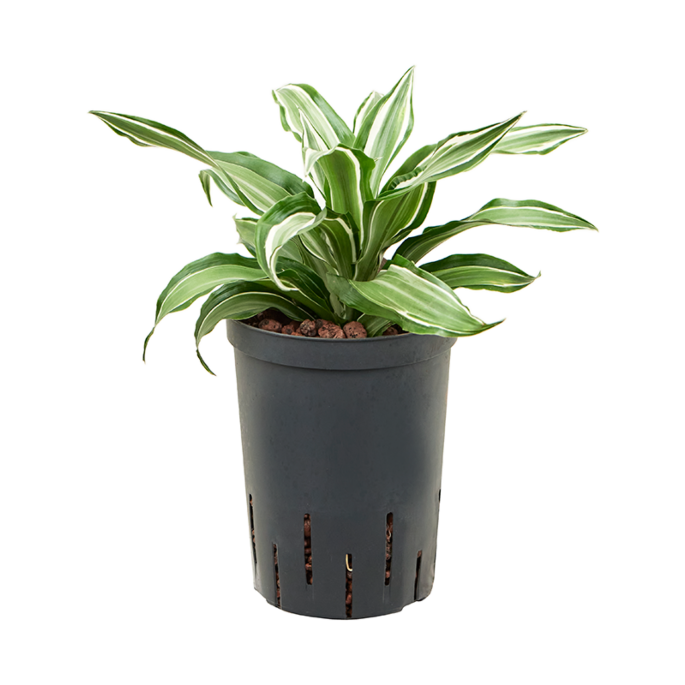 Dracaena fragrans 'Kanzi'