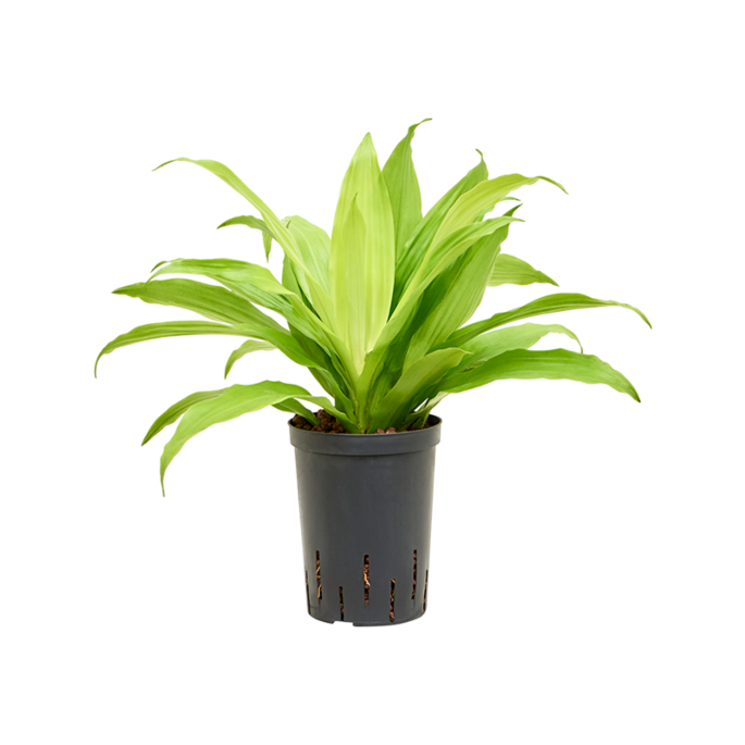 Dracaena fragrans 'Limelight'