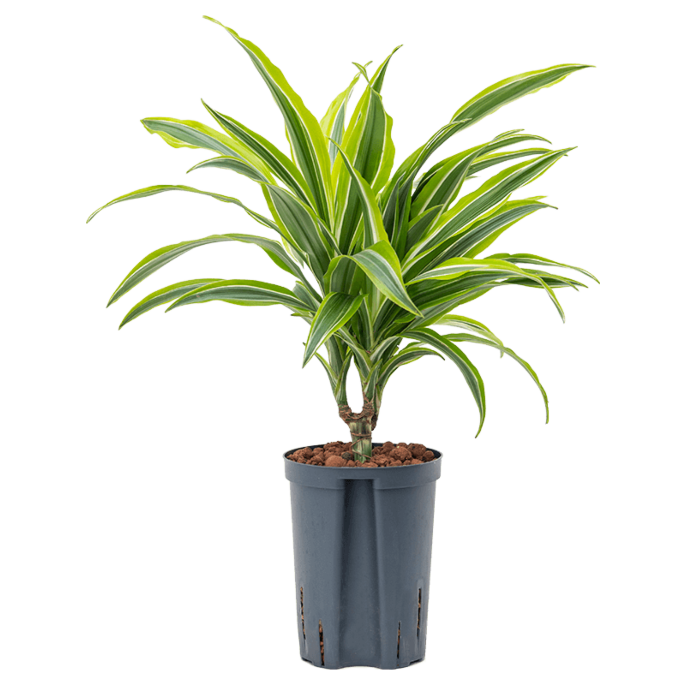 Dracaena fragrans 'Lemon Lime'