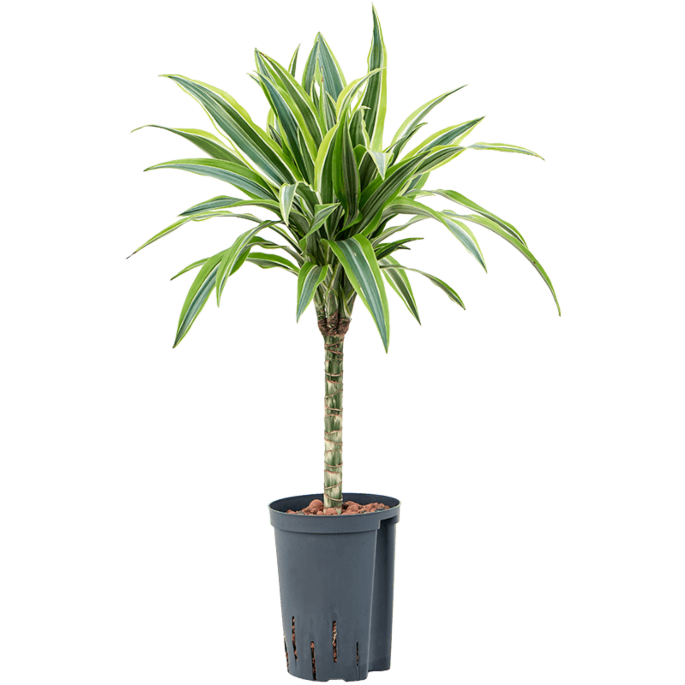 Dracaena fragrans 'Lemon Lime'