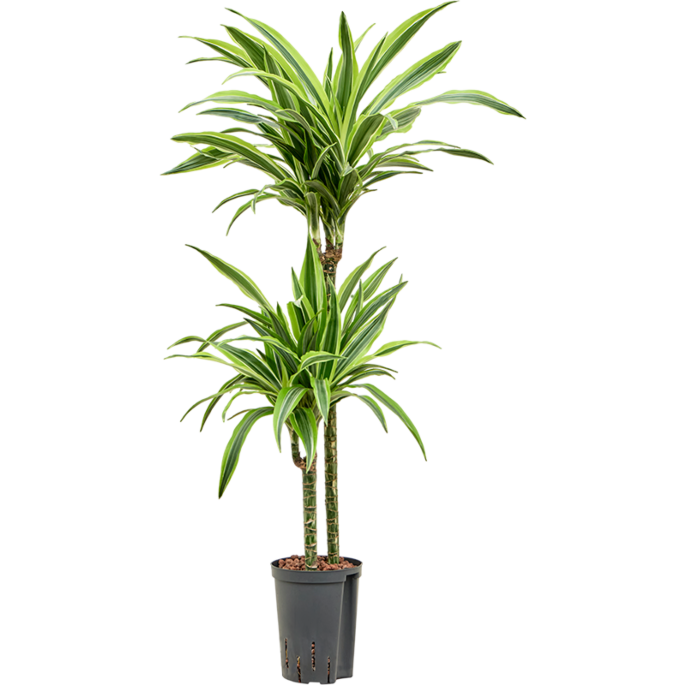 Dracaena fragrans 'Lemon Lime'