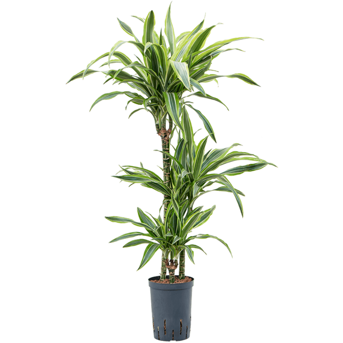 Dracaena fragrans 'Lemon Lime'