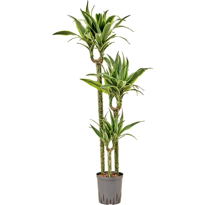 Dracaena fragrans 'Lemon Lime'