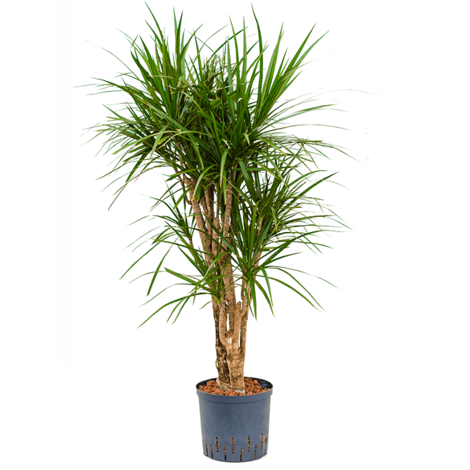 Dracaena marginata