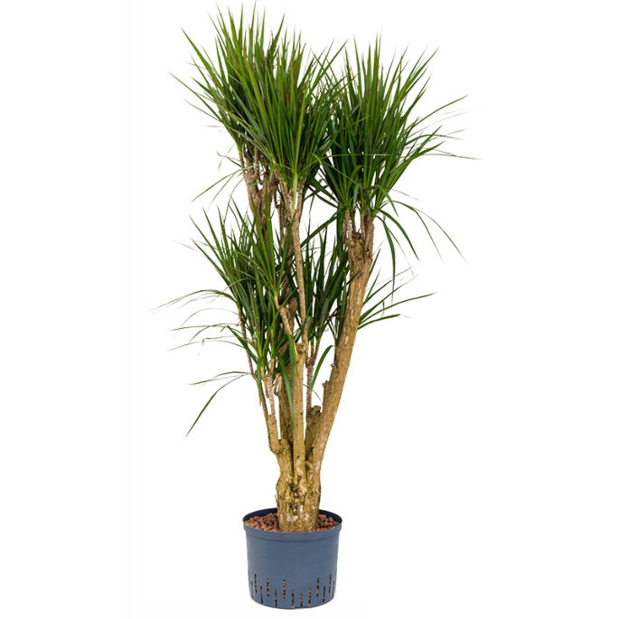 Dracaena marginata