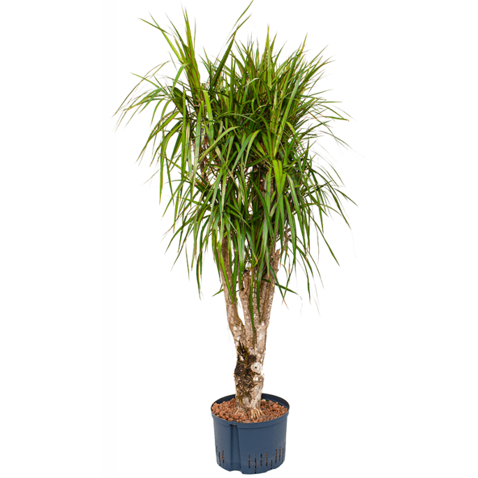 Dracaena marginata
