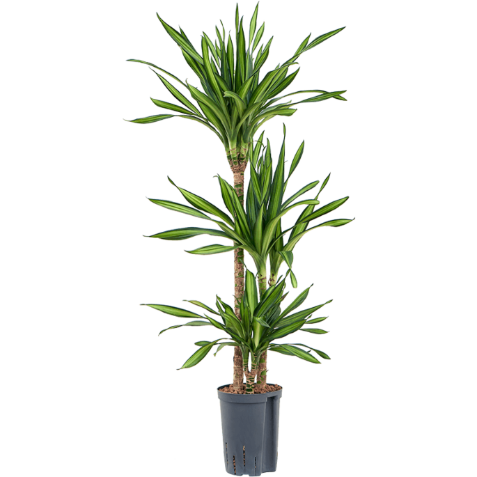 Dracaena fragrans 'Riki'