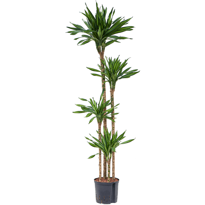 Dracaena fragrans 'Riki'