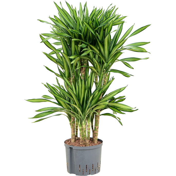 Dracaena fragrans 'Riki'