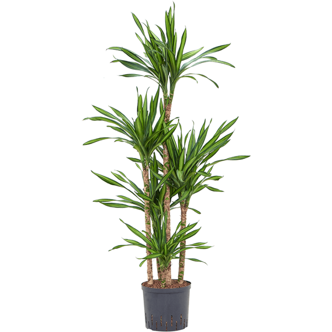 Dracaena fragrans 'Riki'