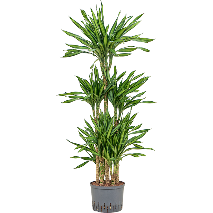 Dracaena fragrans 'Riki'