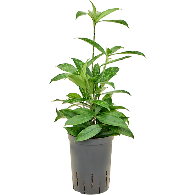 Dracaena surculosa