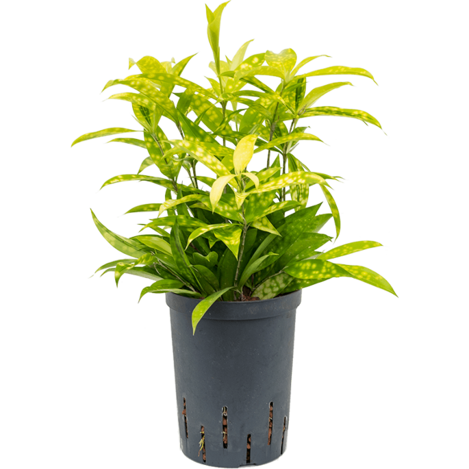 Dracaena surculosa 'Mike'