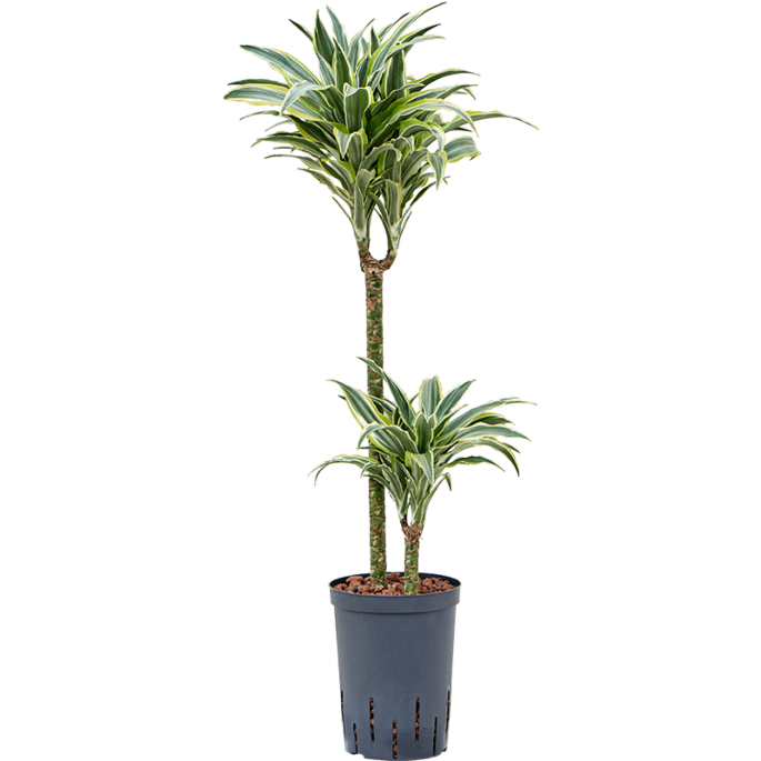 Dracaena deremensis 'Surprise'