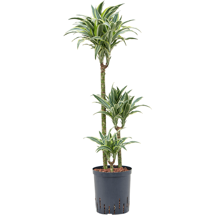 Dracaena deremensis 'Surprise'