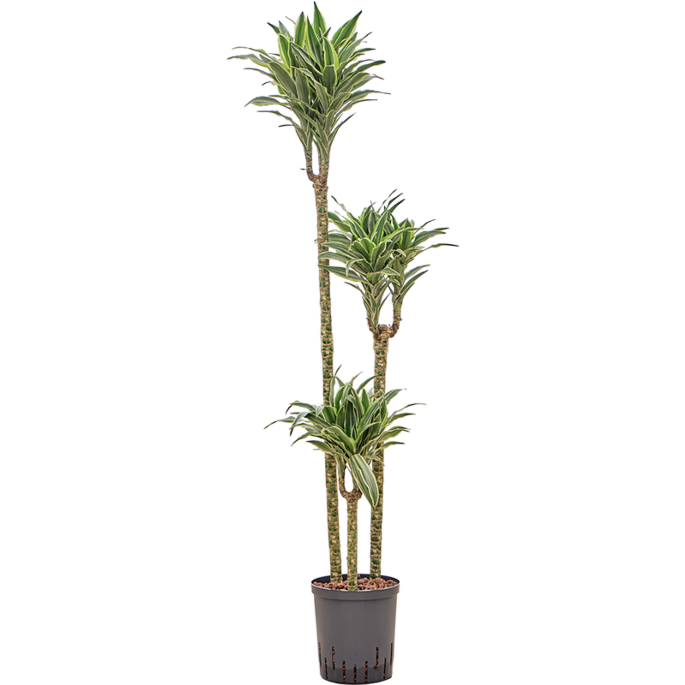 Dracaena deremensis 'Surprise'