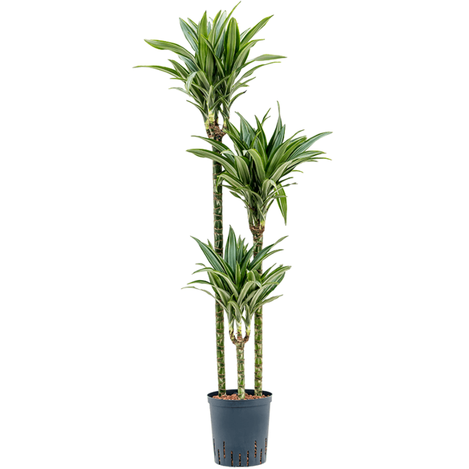 Dracaena fragrans 'Ulises'