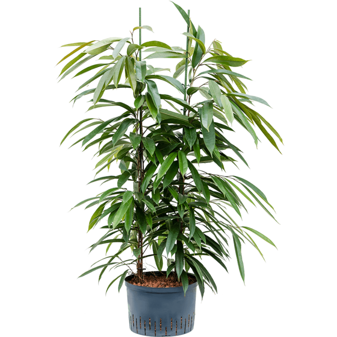 Ficus binnendijkii 'Amstel King'