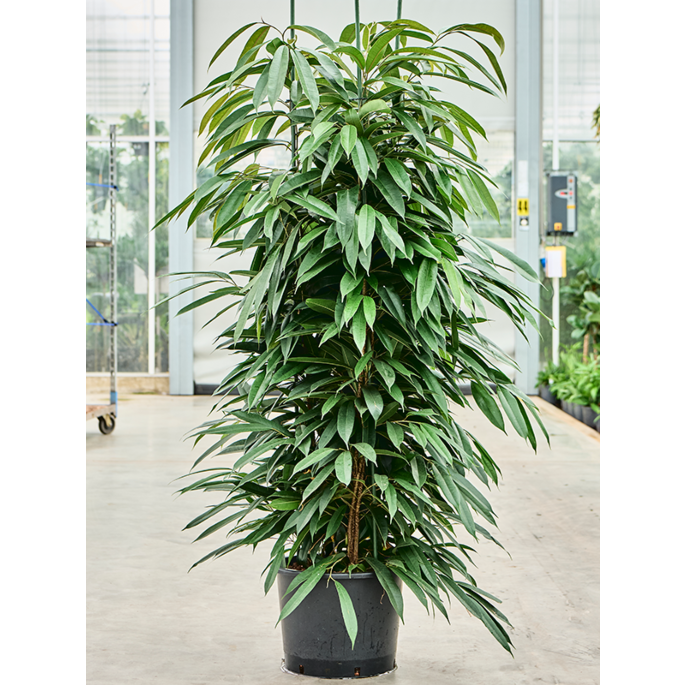 Ficus binnendijkii 'Amstel King'