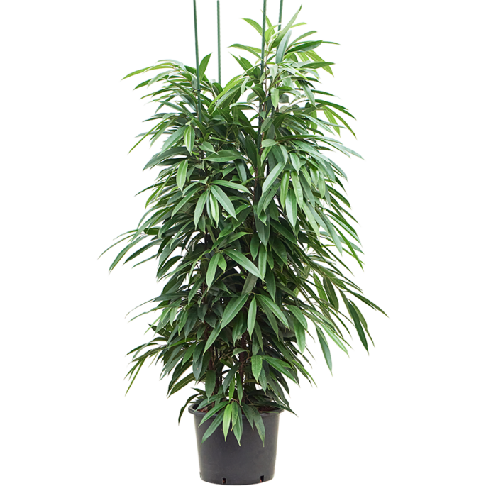 Ficus binnendijkii 'Amstel King'