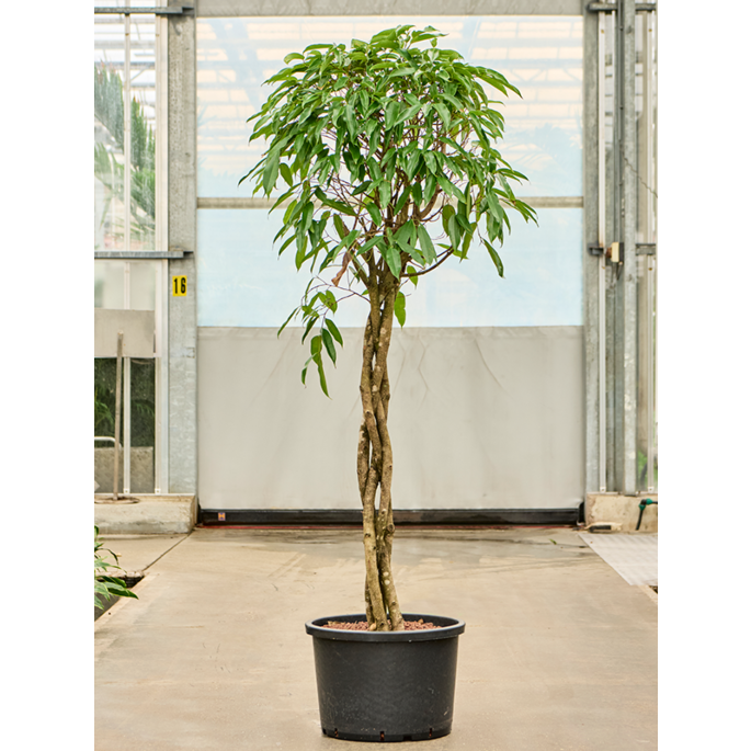 Ficus binnendijkii 'Amstel King'