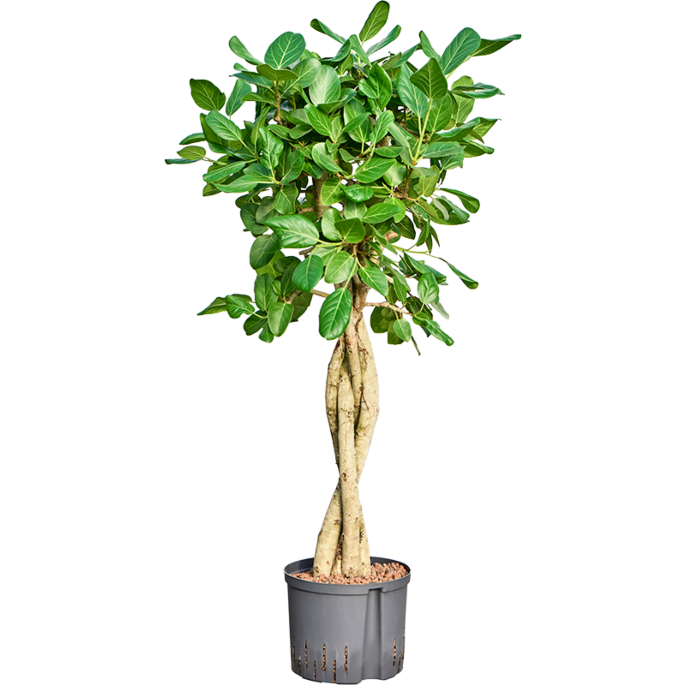 Ficus benghalensis 'Audrey'