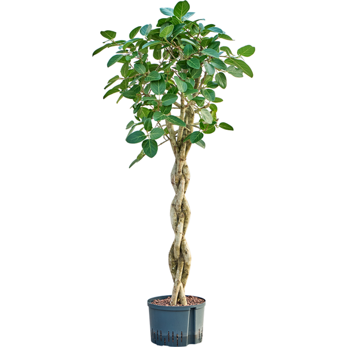 Ficus benghalensis 'Audrey'