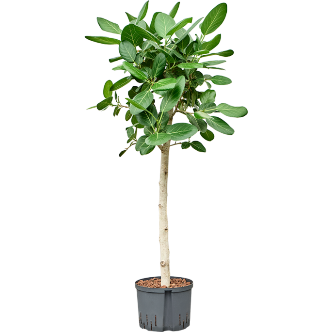 Ficus benghalensis 'Audrey'