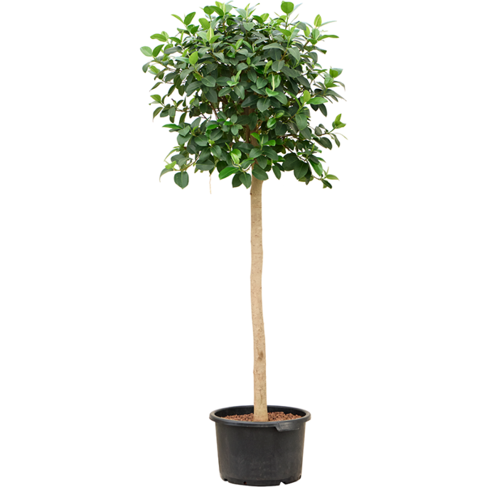 Ficus rubiginosa 'Australis'