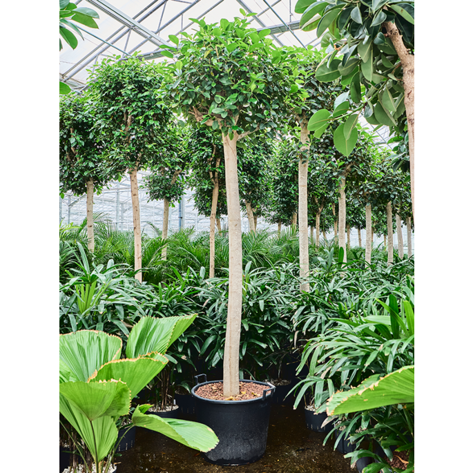 Ficus rubiginosa 'Australis'