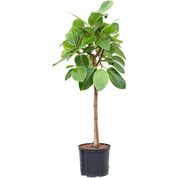 Ficus altissima 'Yellow Gem'
