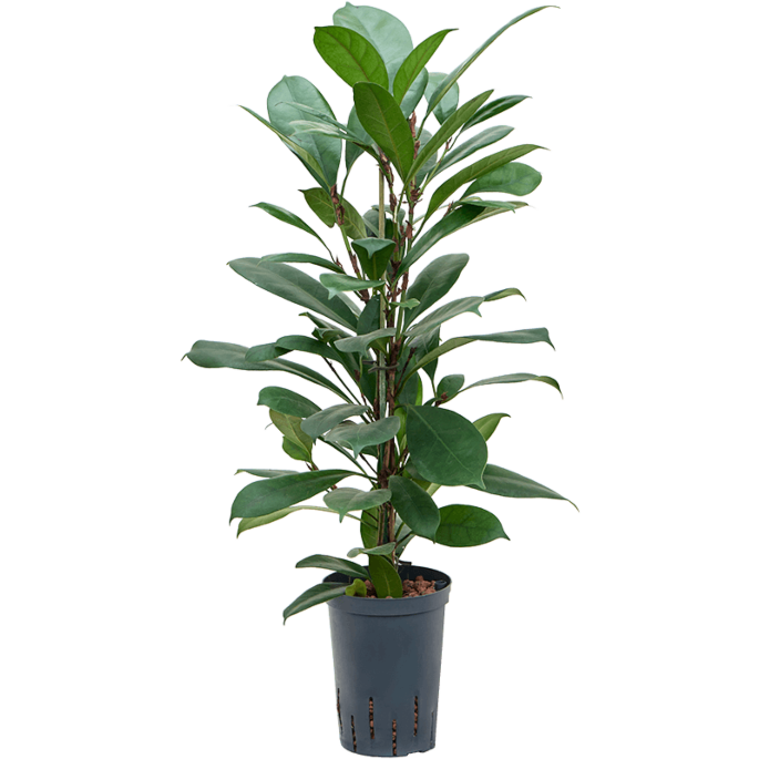 Ficus cyathistipula