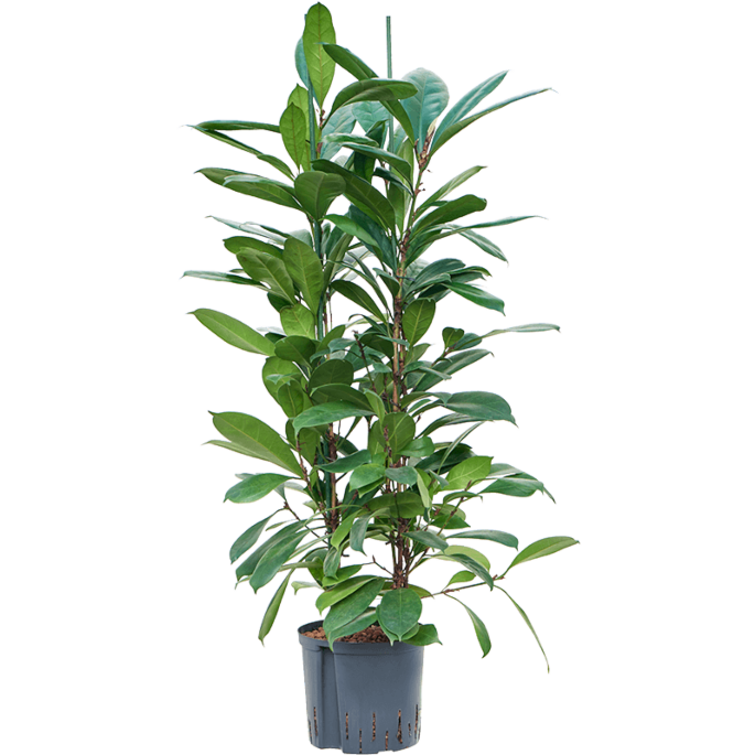 Ficus cyathistipula