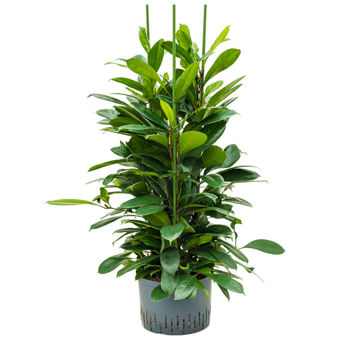 Ficus cyathistipula