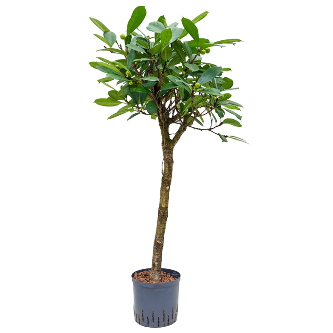 Ficus cyathistipula