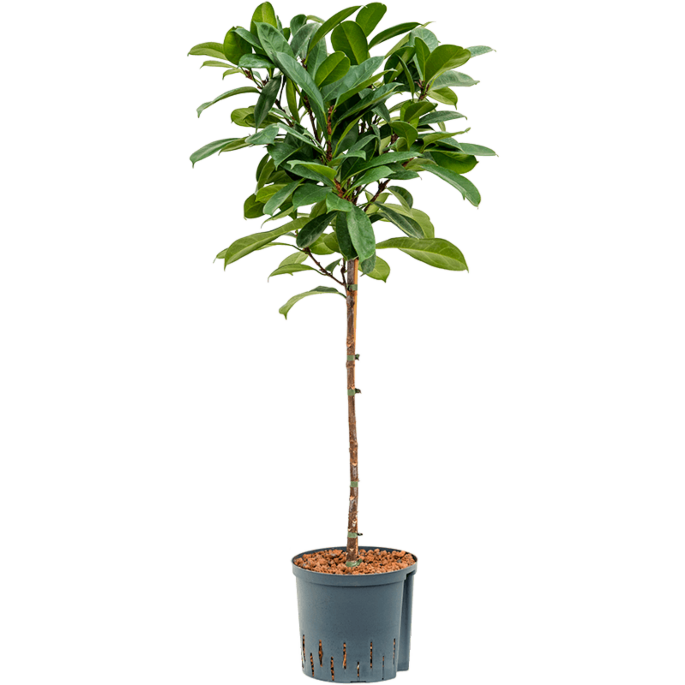 Ficus cyathistipula